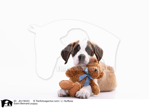 Bernhardiner Welpe / Saint Bernard puppy / JH-19423