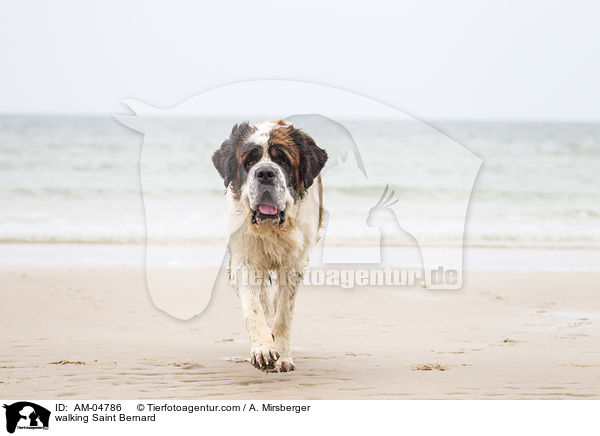 laufender Bernhardiner / walking Saint Bernard / AM-04786