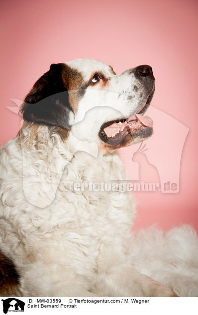 Bernhardiner Portrait / Saint Bernard Portrait / MW-03559