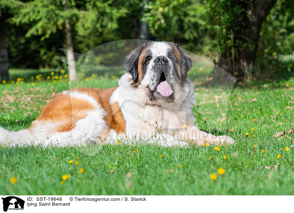 liegender Bernhardiner / lying Saint Bernard / SST-19648