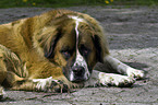 Saint Bernard