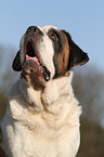 Saint Bernard Portrait