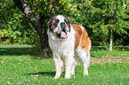 standing Saint Bernard