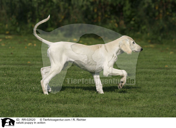 Salukiwelpe in Bewegung / saluki puppy in action / RR-02620