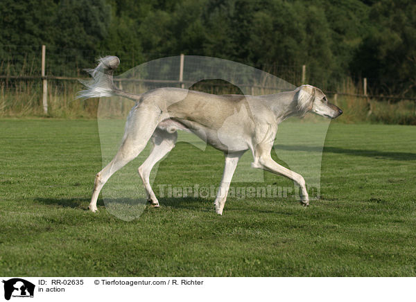 Saluki in Bewegung / in action / RR-02635