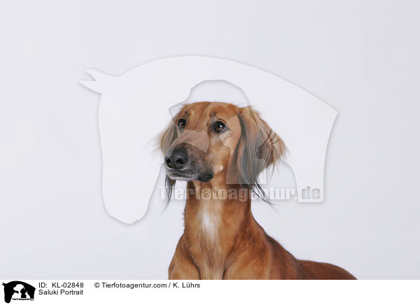 Saluki Portrait / Saluki Portrait / KL-02848