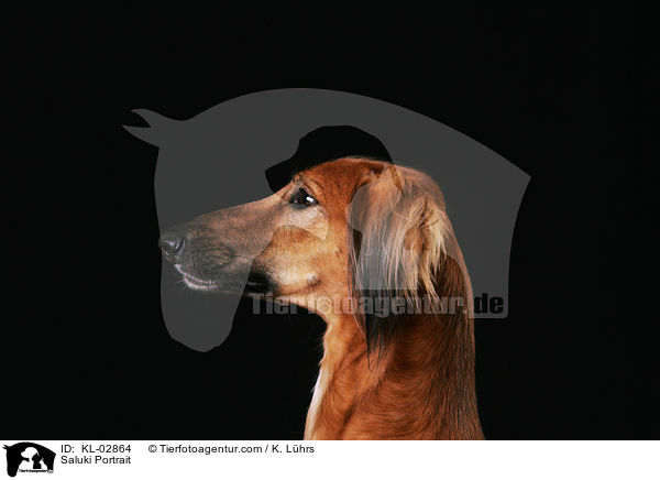 Saluki Portrait / Saluki Portrait / KL-02864