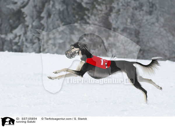 rennender Saluki / running Saluki / SST-05854