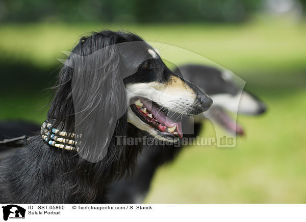 Saluki Portrait / Saluki Portrait / SST-05860