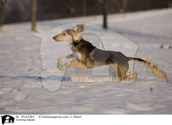 rennender Saluki / running Saluki / IPI-01581