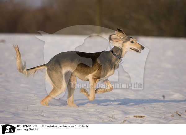 rennender Saluki / running Saluki / IPI-01583