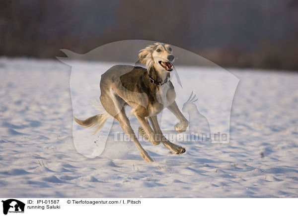 running Saluki / IPI-01587