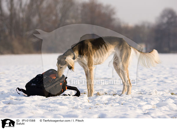 Saluki / Saluki / IPI-01588