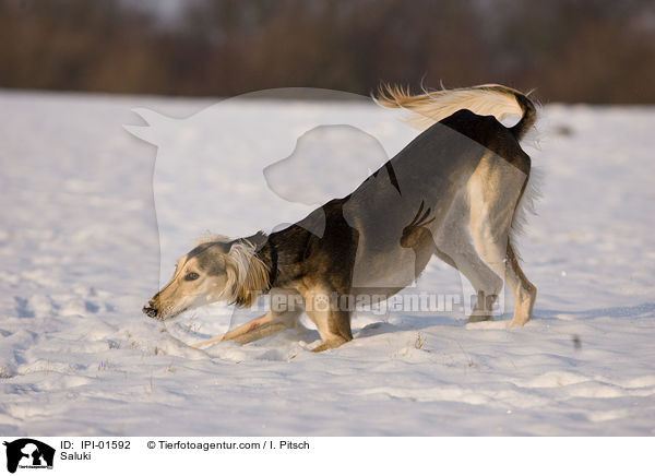 Saluki / Saluki / IPI-01592