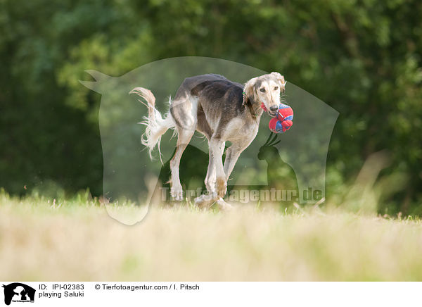 spielender Saluki / playing Saluki / IPI-02383