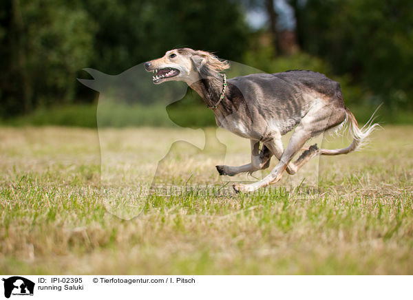 rennender Saluki / running Saluki / IPI-02395