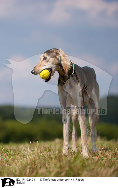 Saluki / Saluki / IPI-02401