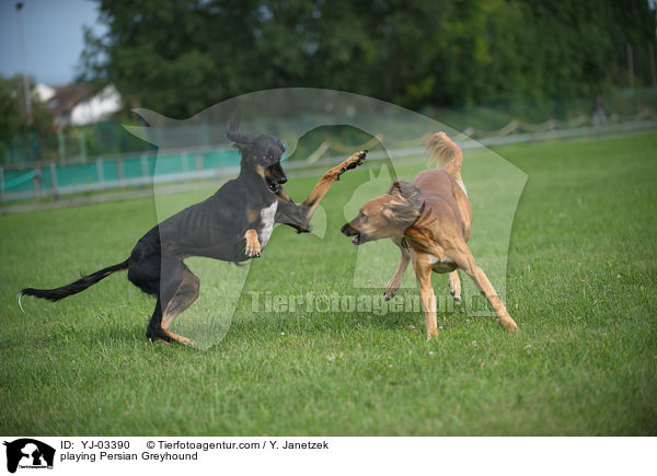 spielende Saluki / playing Persian Greyhound / YJ-03390