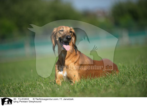 liegender Saluki / lying Persian Greyhound / YJ-03402