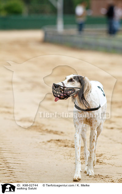 laufender Saluki / walking Saluki / KMI-02744