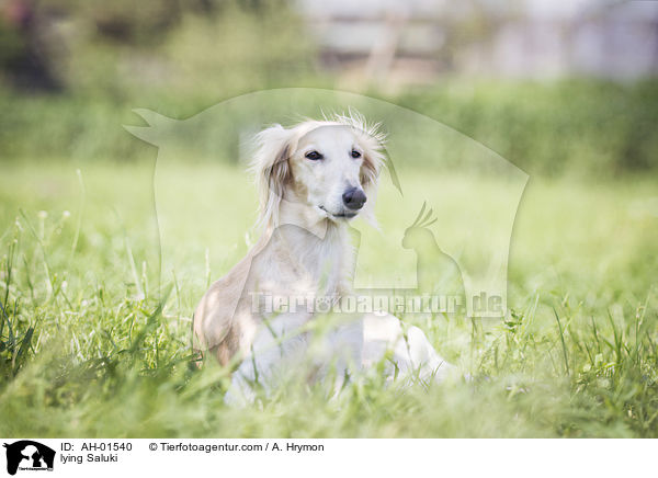 liegender Saluki / lying Saluki / AH-01540