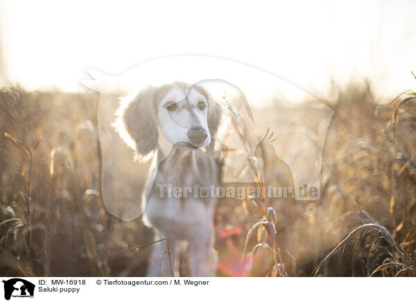 Saluki Welpe / Saluki puppy / MW-16918