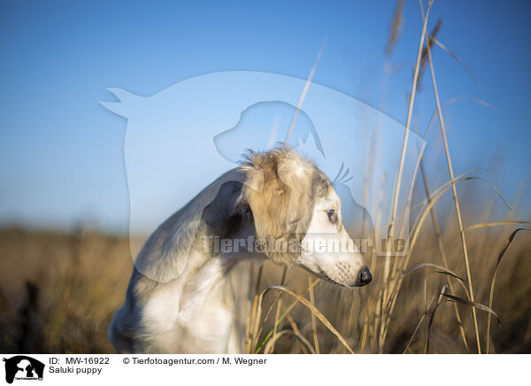 Saluki Welpe / Saluki puppy / MW-16922