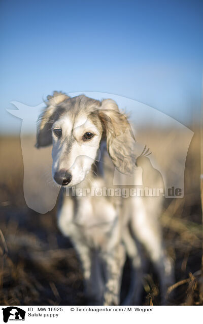 Saluki Welpe / Saluki puppy / MW-16925