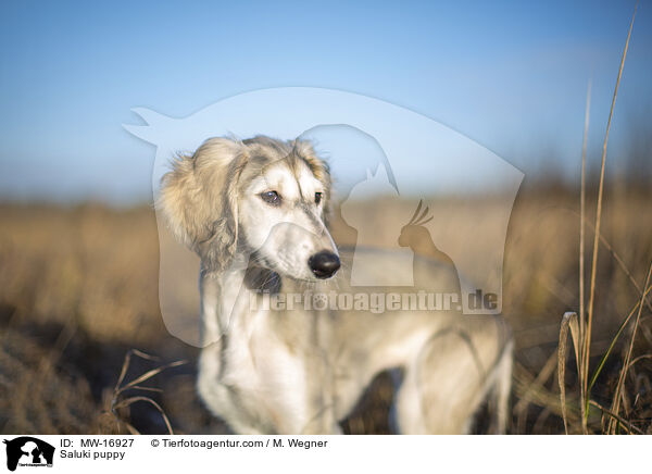 Saluki Welpe / Saluki puppy / MW-16927