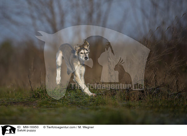 Saluki Welpe / Saluki puppy / MW-16950