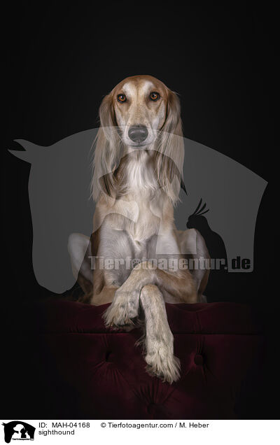 Saluki / sighthound / MAH-04168