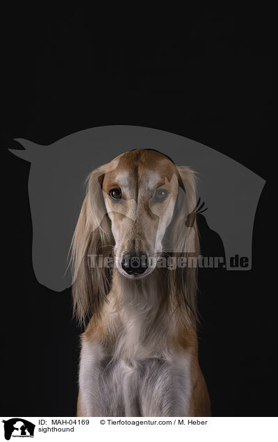 Saluki / sighthound / MAH-04169