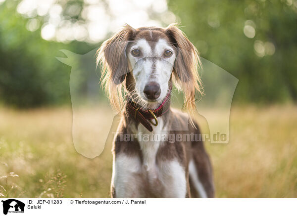 Saluki / Saluki / JEP-01283