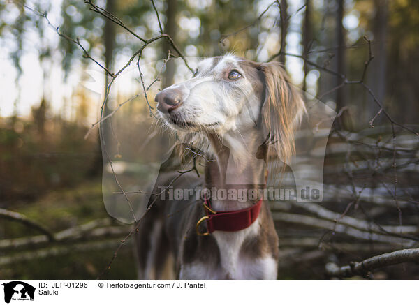 Saluki / Saluki / JEP-01296