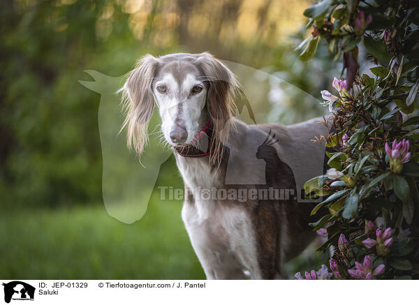 Saluki / Saluki / JEP-01329