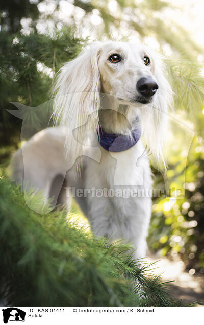 Saluki / Saluki / KAS-01411