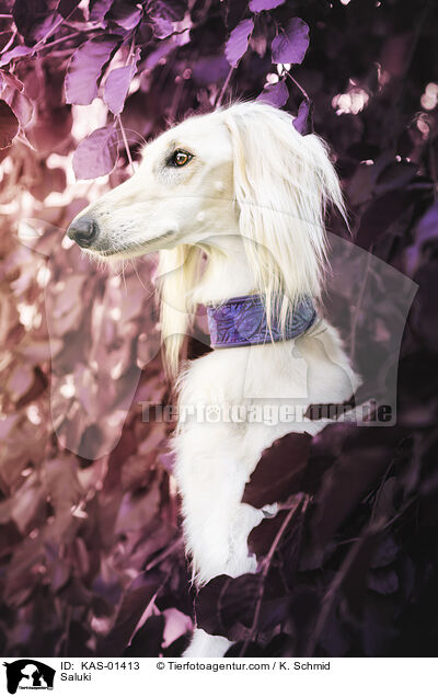 Saluki / Saluki / KAS-01413