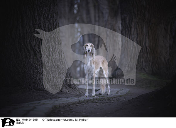 Saluki / Saluki / MAH-04595