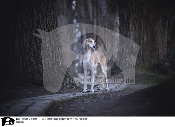 Saluki / Saluki / MAH-04596