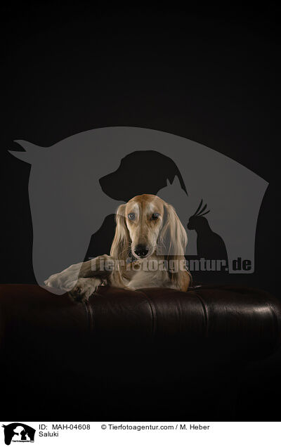 Saluki / Saluki / MAH-04608