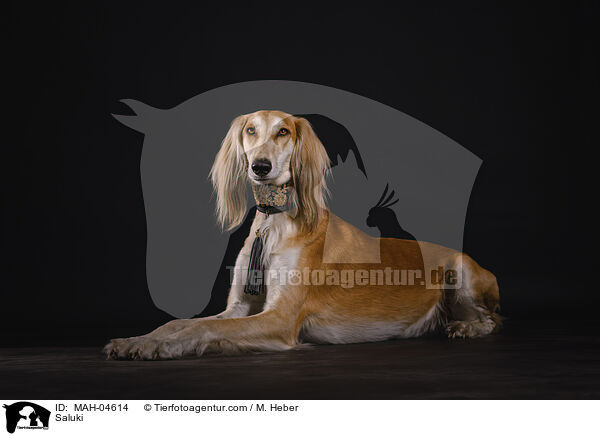 Saluki / Saluki / MAH-04614