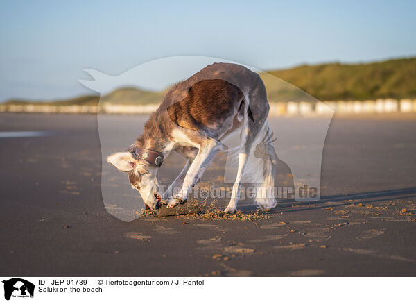 Saluki am Strand / Saluki on the beach / JEP-01739