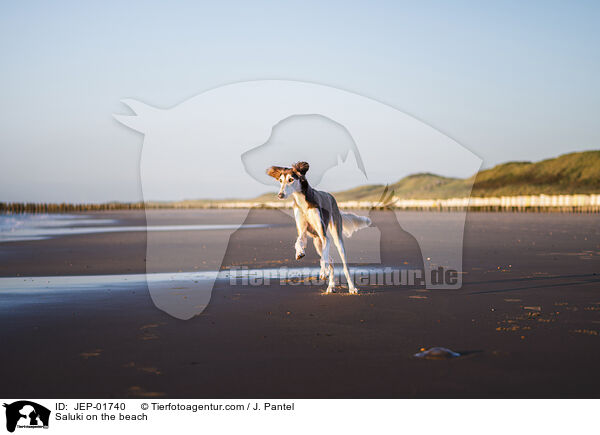 Saluki am Strand / Saluki on the beach / JEP-01740