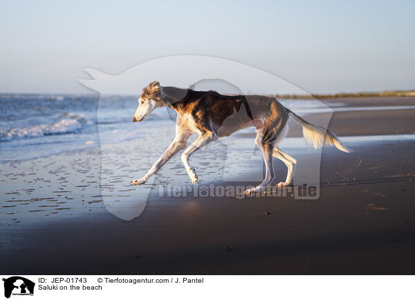 Saluki am Strand / Saluki on the beach / JEP-01743