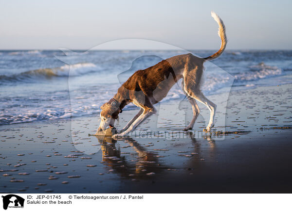 Saluki am Strand / Saluki on the beach / JEP-01745