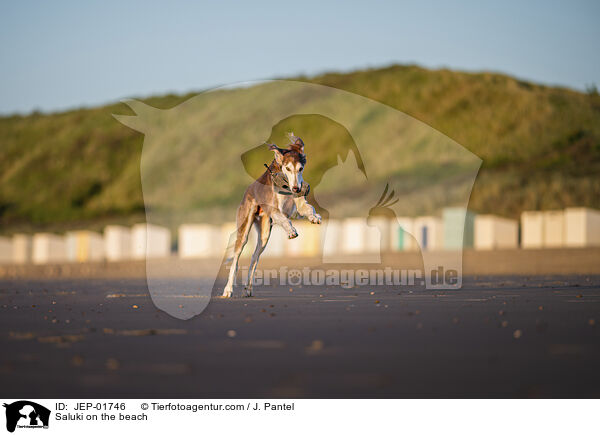 Saluki am Strand / Saluki on the beach / JEP-01746