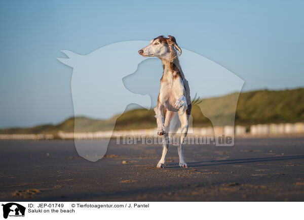 Saluki am Strand / Saluki on the beach / JEP-01749