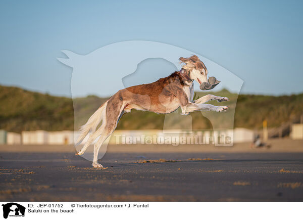 Saluki am Strand / Saluki on the beach / JEP-01752