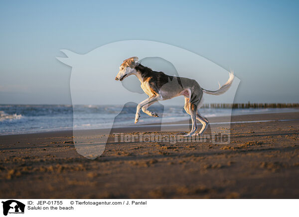 Saluki am Strand / Saluki on the beach / JEP-01755