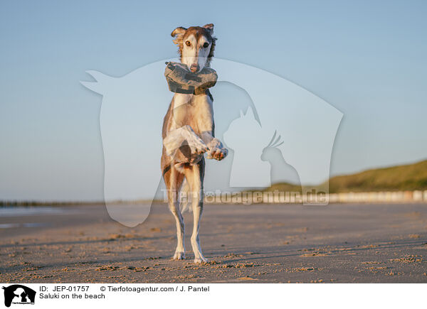 Saluki am Strand / Saluki on the beach / JEP-01757